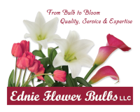 Ednie Flower Bulbs — From Bulb to Bloom